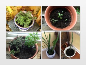 new plants collage